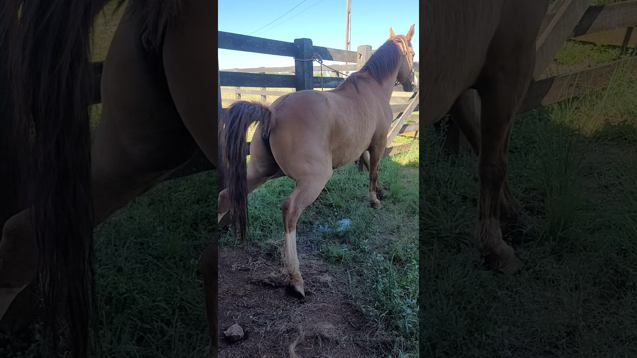 &Eacute; Assim Que os Cavalos Fazem o N&uacute;mero 1