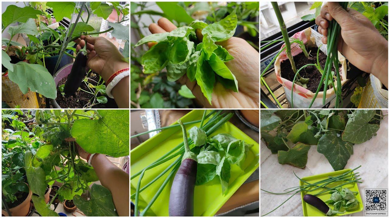 Winter frist harvesting video//small balcony garden //harvesting vegetable