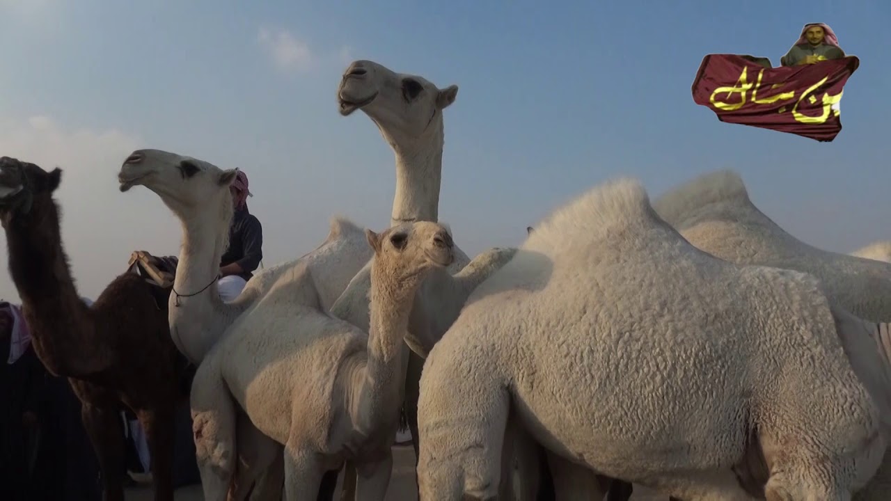 منقيه محمد نومان بن بتال العازمي
