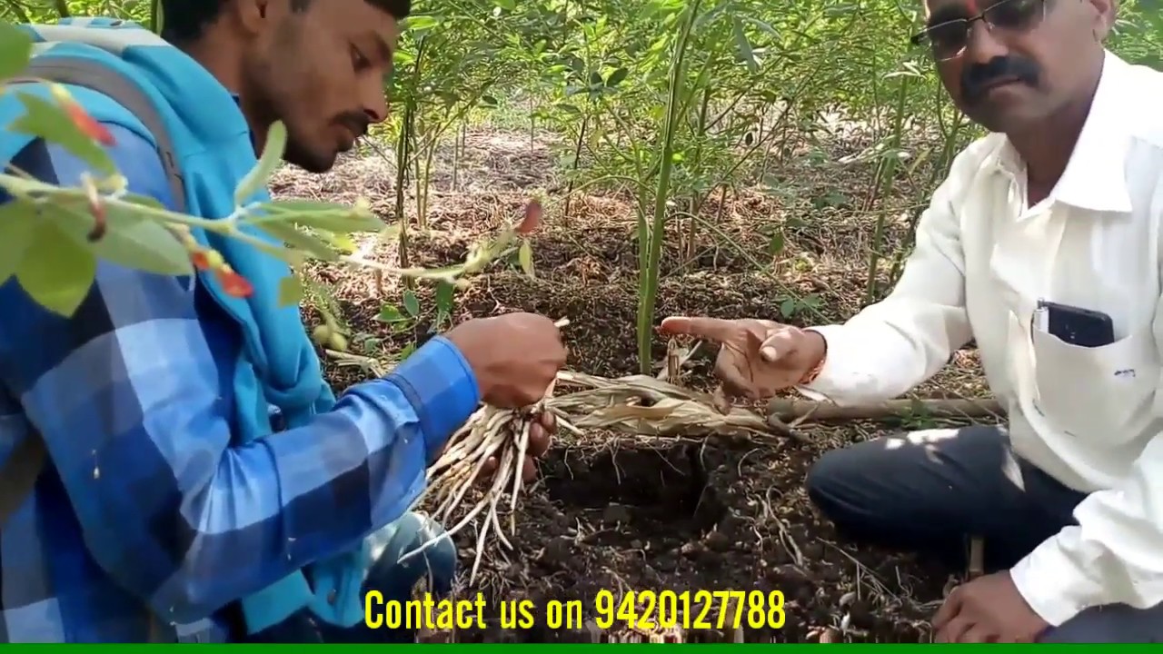 Visit to Rathor G Safed Musli Farm-नवम्बर मे सफेद मुसली लिकालने का फायदा, पाए 1 एकड़ मे 4 लाख मुनाफा