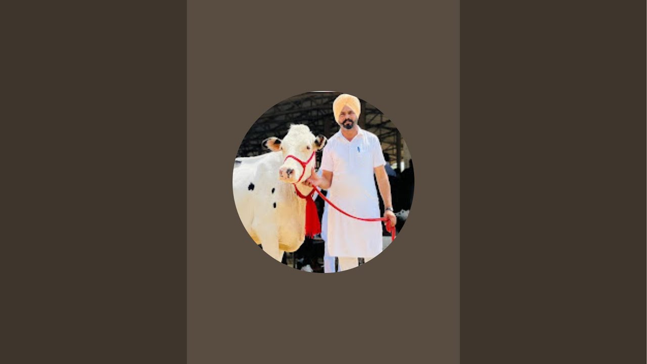 Raja_dairy farm is live today stock available top breed available call ☎️ 98762 31831