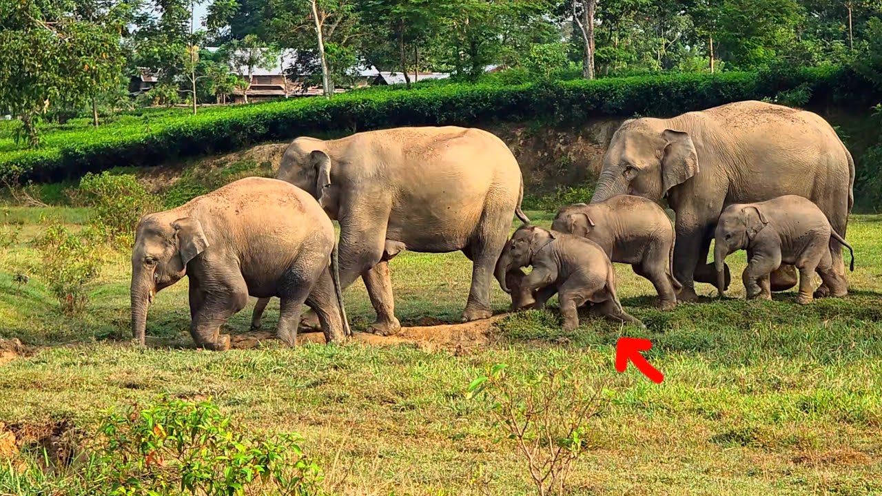 February 7, 2026 #assam #animals #viralvideo #wildlife 