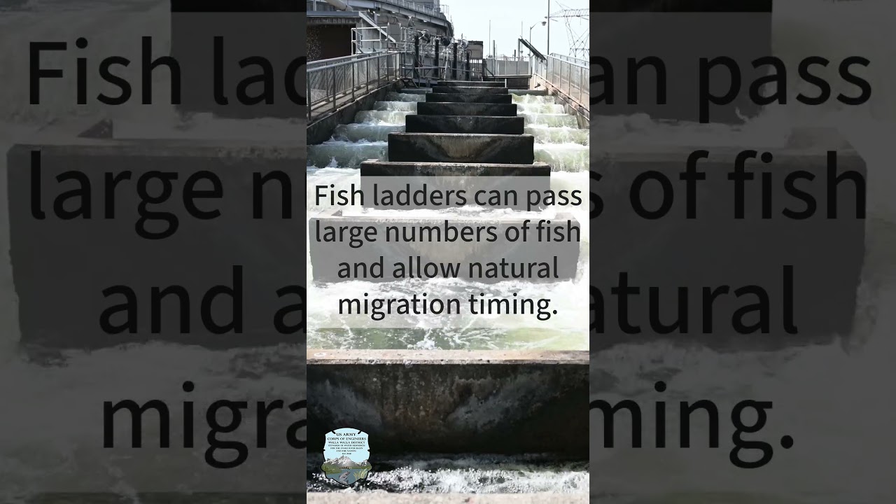 Fish ladders  #fishpassage