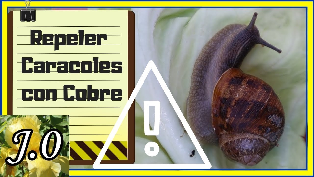 🐌 Repeler caracoles SIN DAÑARLOS con cobre [Minitruco #1] 🐌
