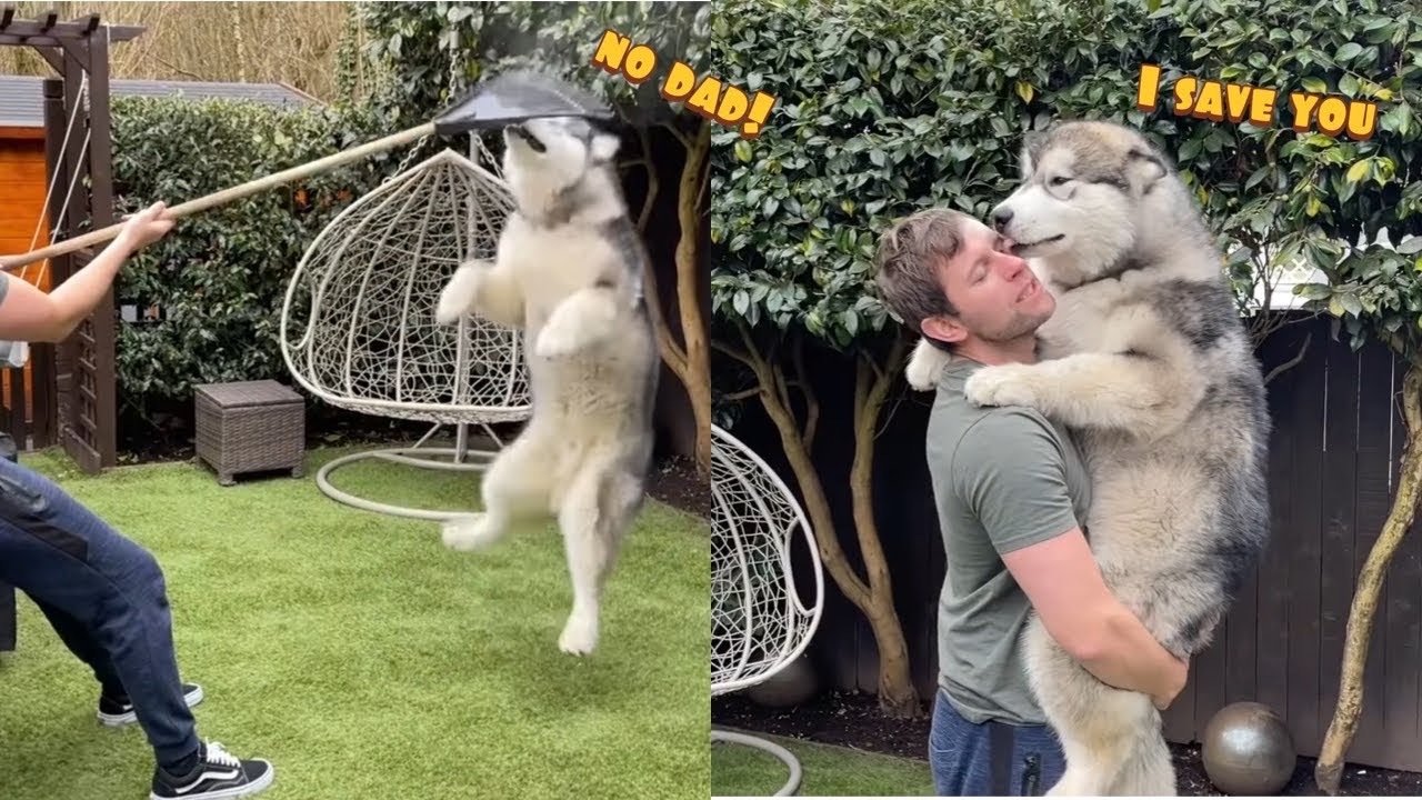 My Malamute Hates Gardening! He Attacks Everything!!