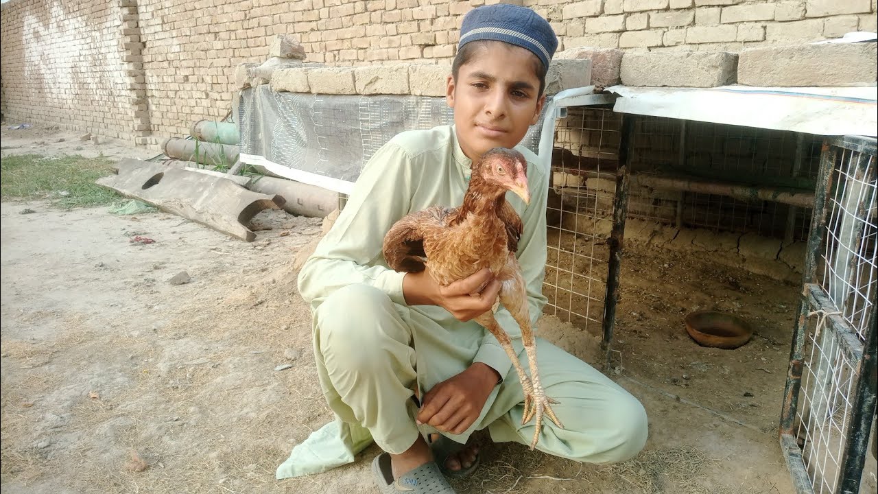 Chicken setup In my house  