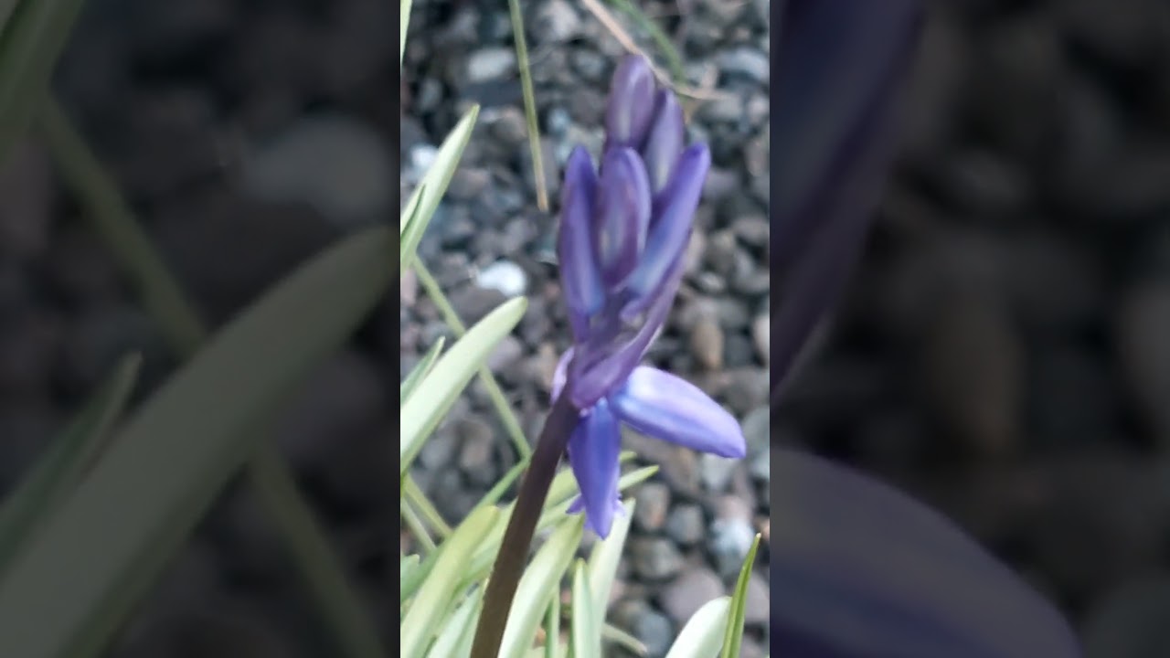 English bluebells opening up.