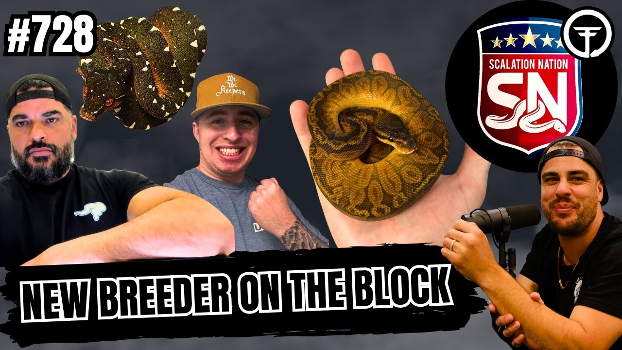 A Message To All The Sunset Haters In The Ball Python Game | NBB (Live)