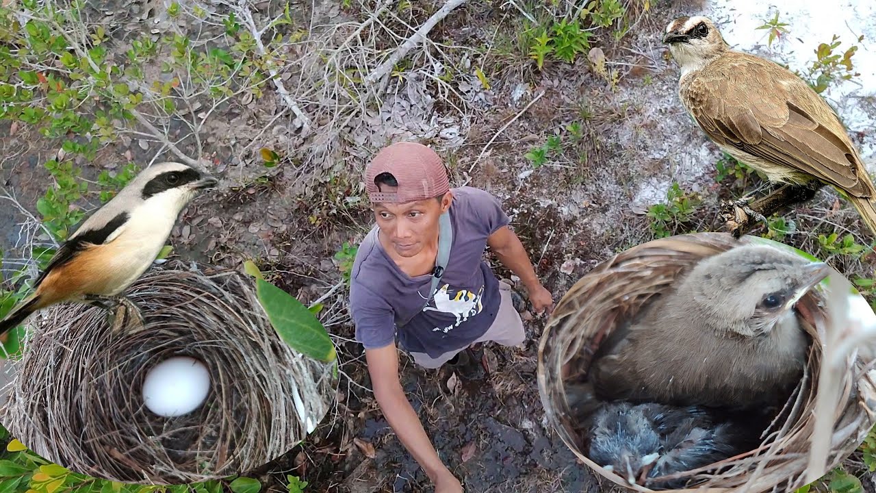 Pantau sarang burung malah dapat sarang burung cendet hutan