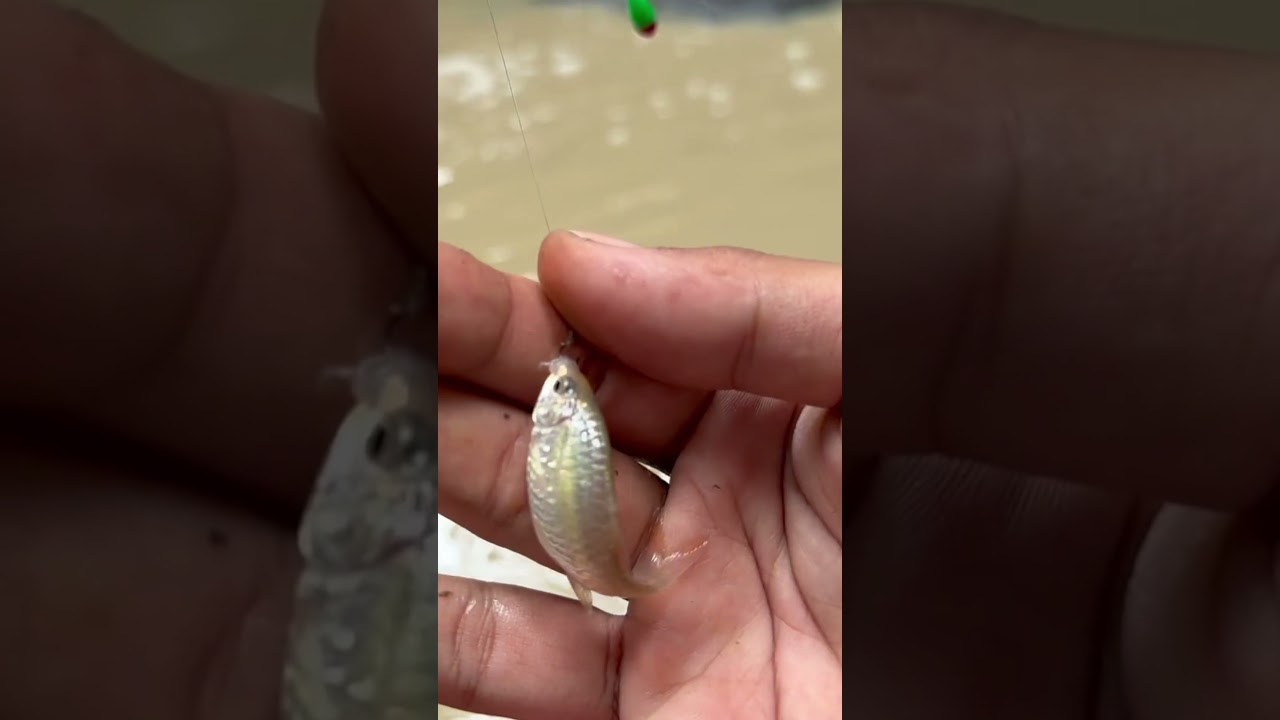 addictive rasbora fish bite