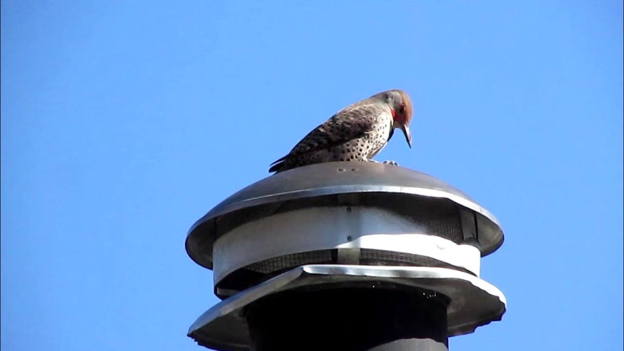 Northern Flicker Woodpecker Pecking a Metal Chimney Cap