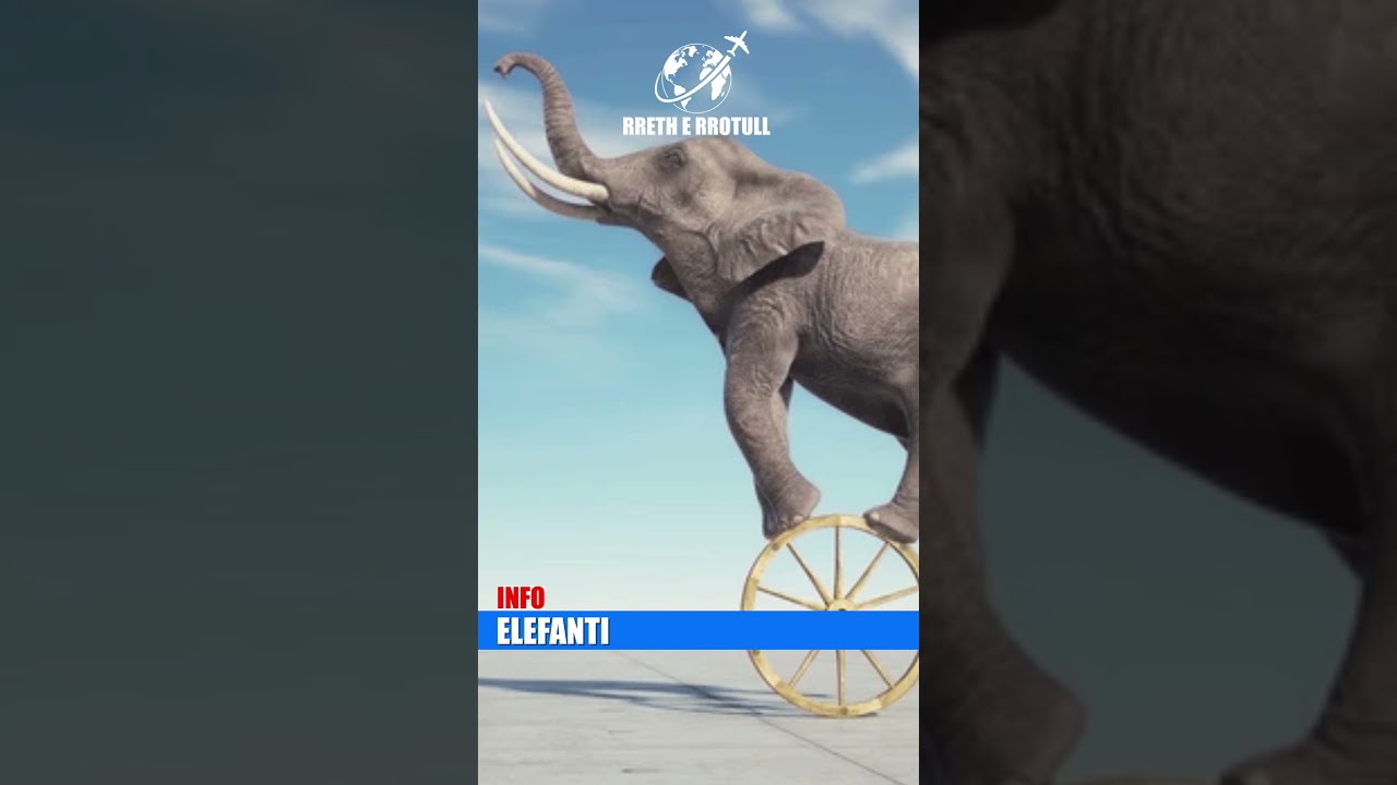 A e dini se Elefantet nuk kercejne por