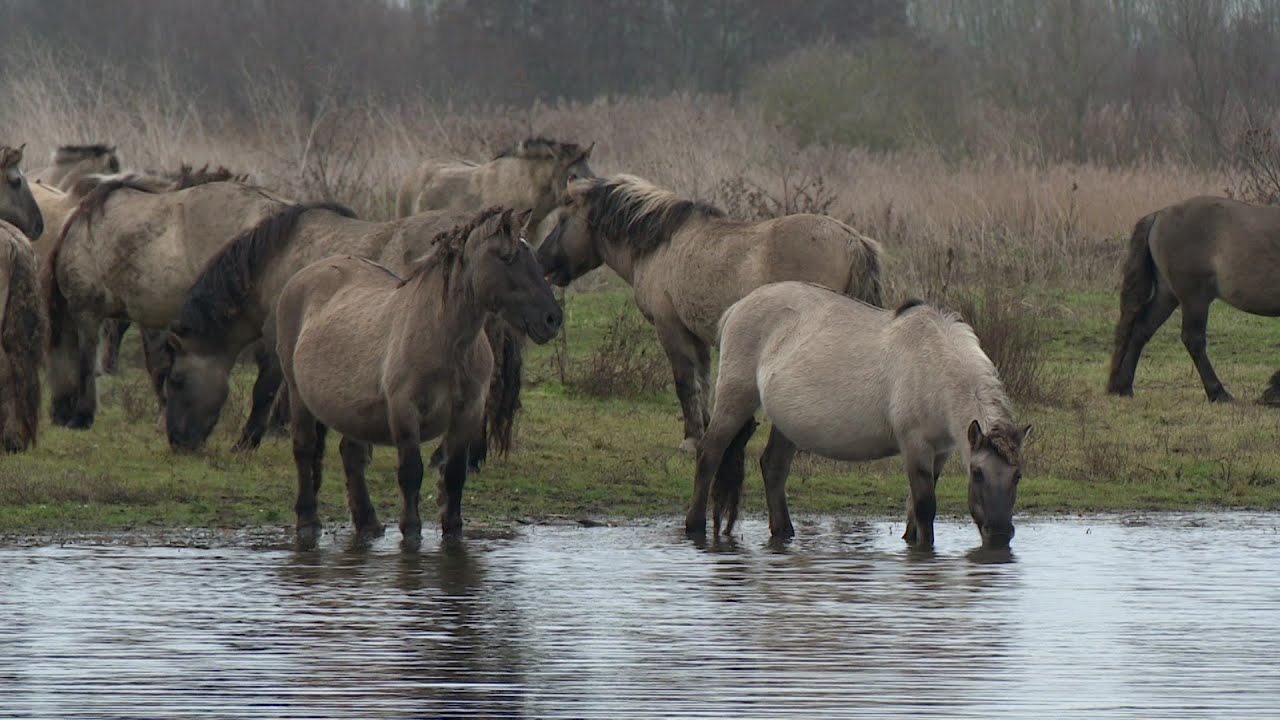Staatsbosbeheer legt afschot en vangen konikpaarden en heckrunderen Oostvaardersplassen stil