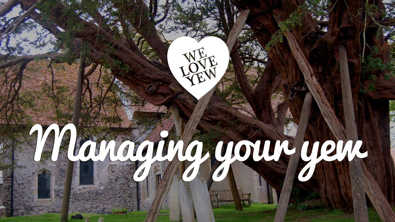 Managing your yew tree