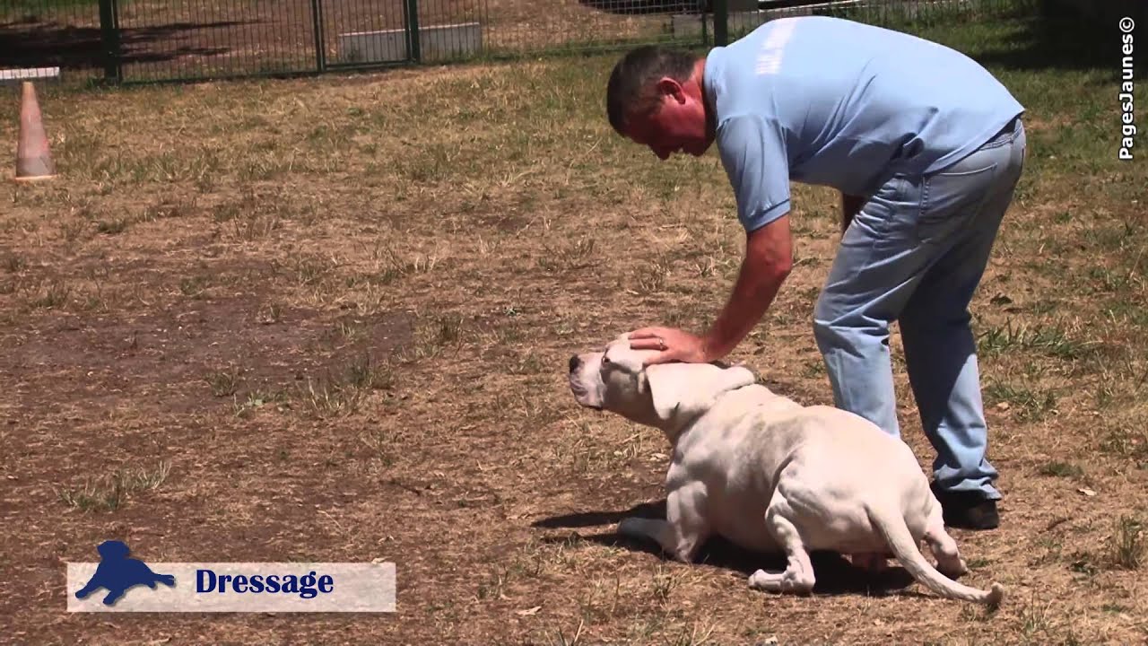 Allo Dressage Service, éducateur canin dans le Val d'Oise
