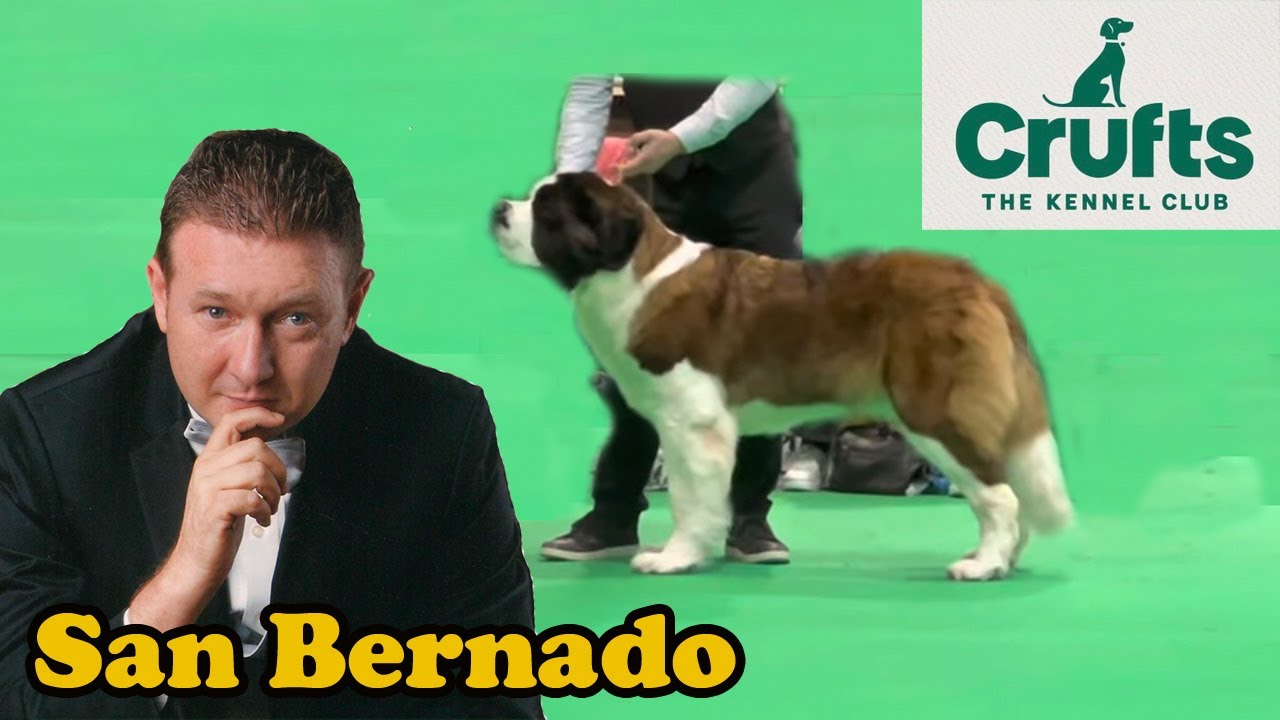 Crufts 2022 San Bernardo