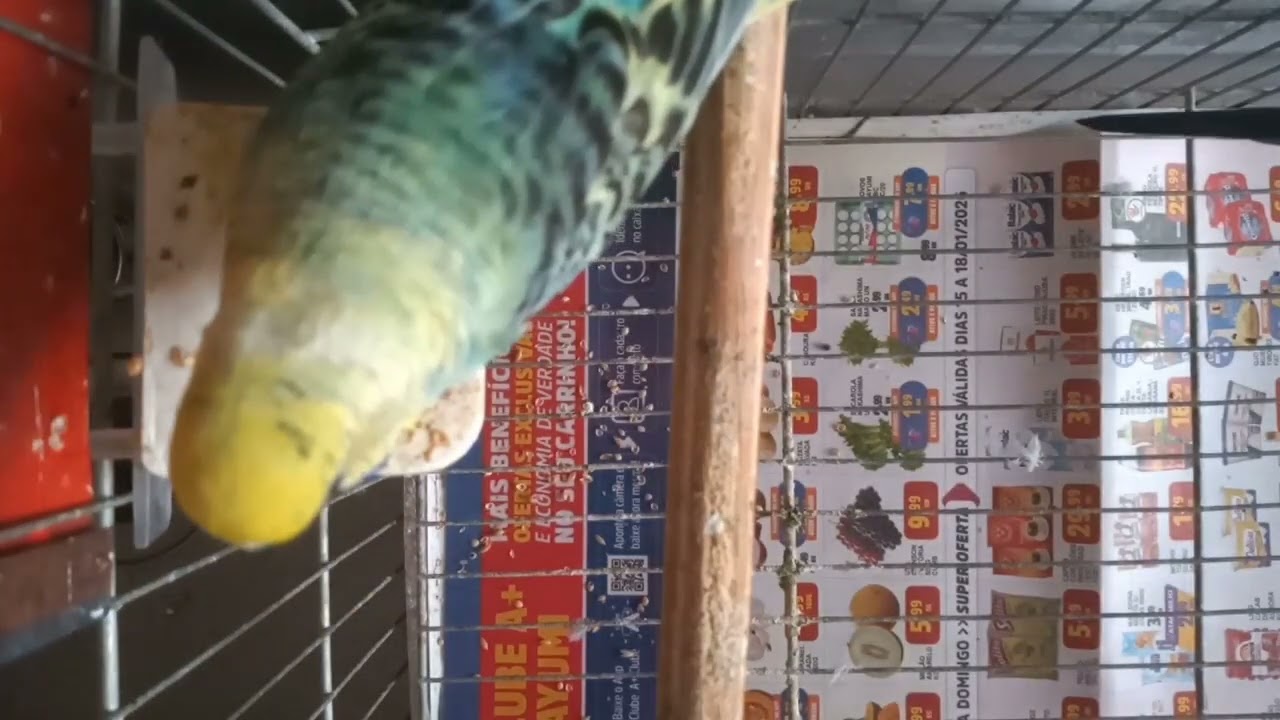 Periquitos australianos #birds #aves #pets #parrot