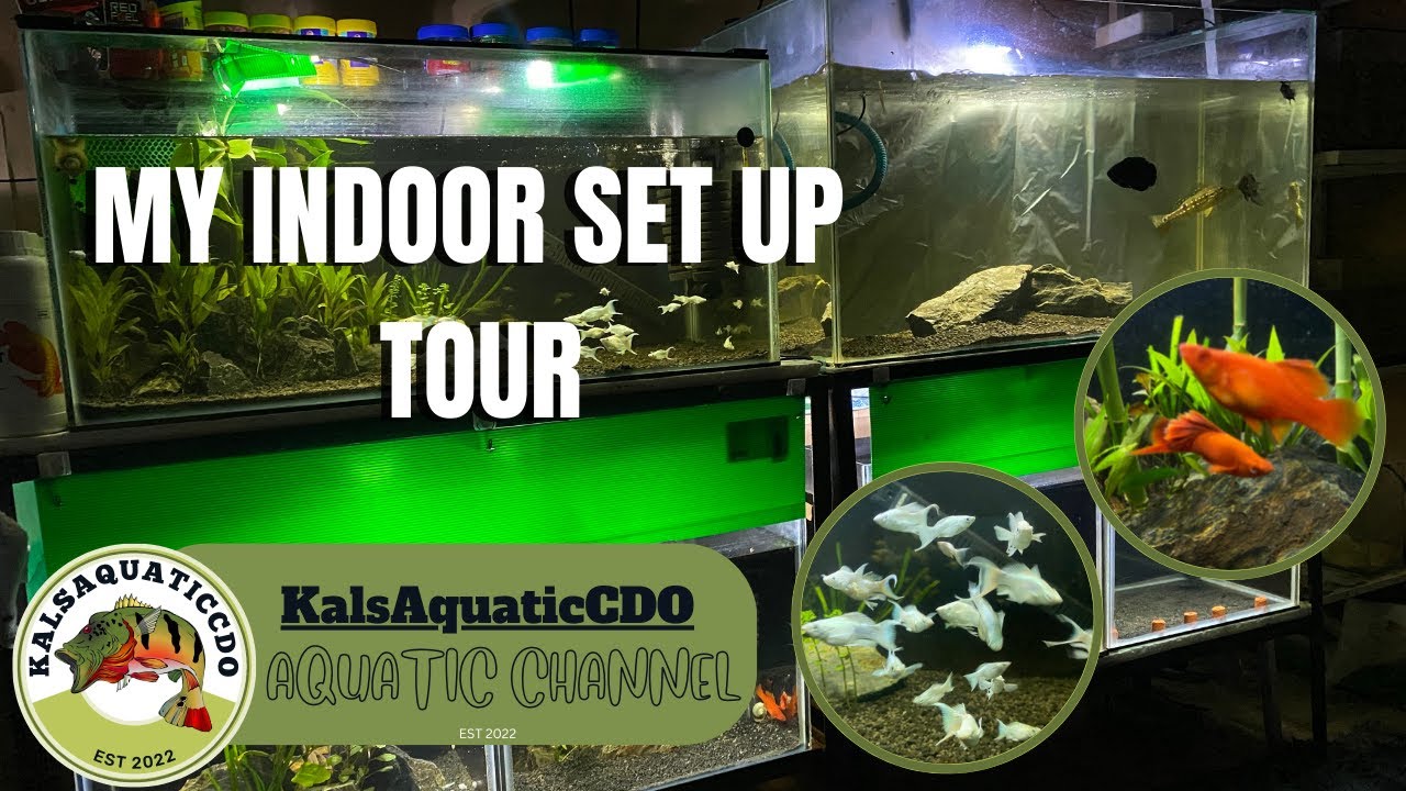 MY INDOOR AQUARIUM SET UP l FIRST TIME FISH KEEPER