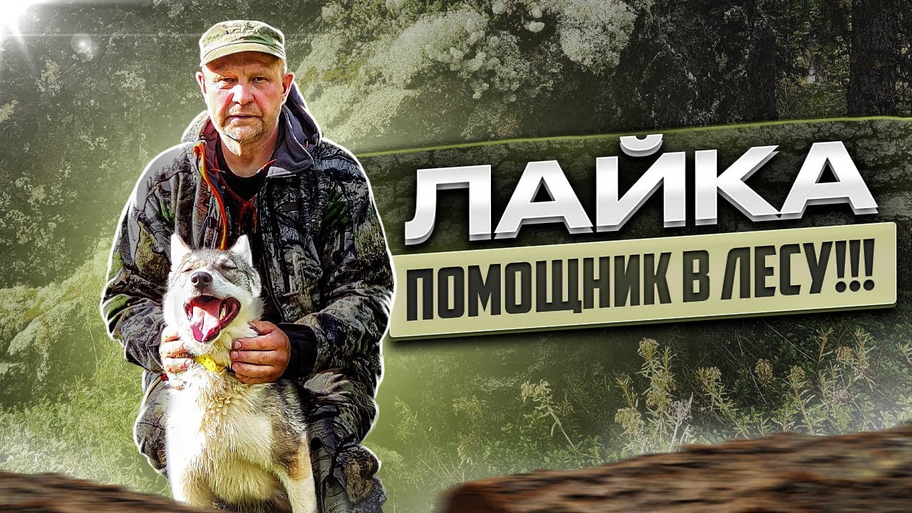 Лайка ! ( Мысли в слух ) !