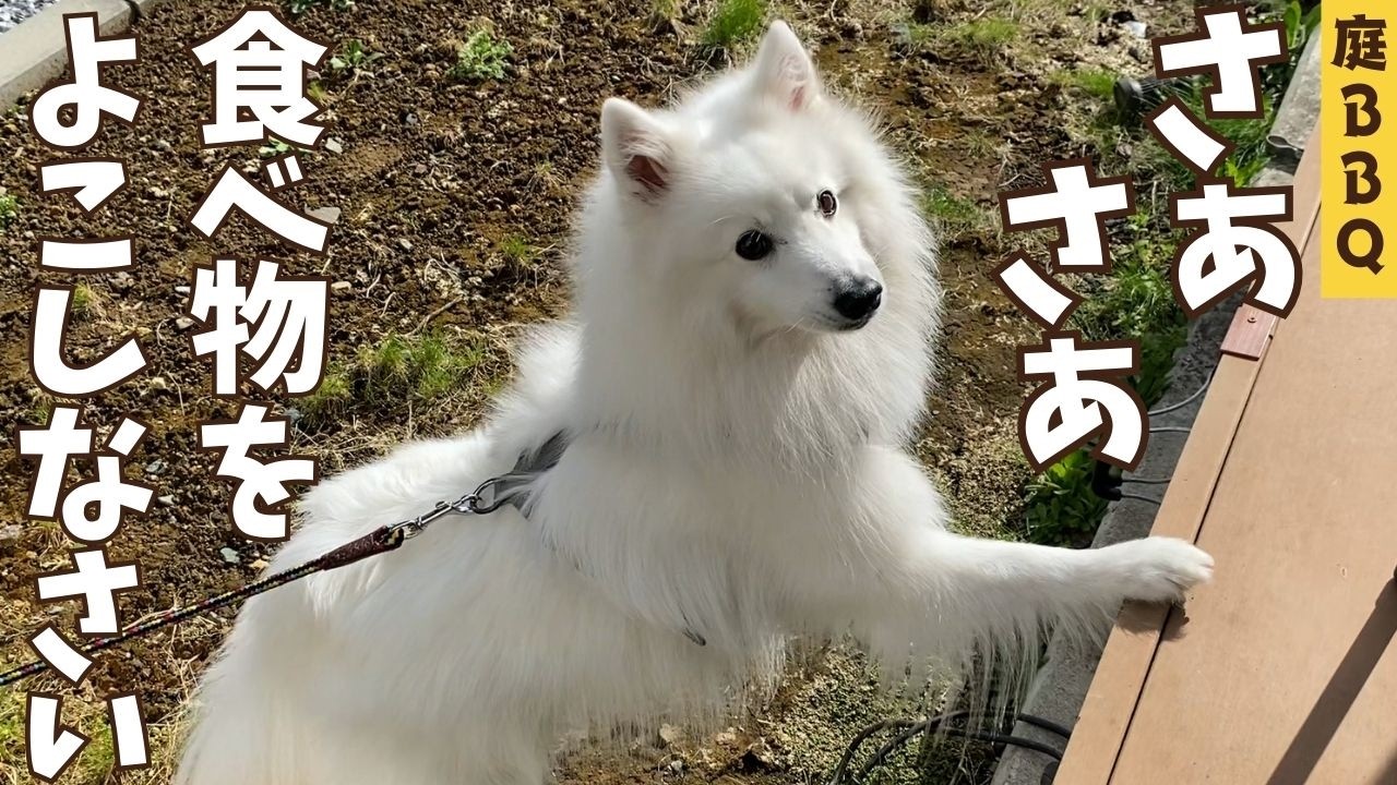 ＢＢＱで最初から最後までイキり散らかした日本スピッツ犬がこちらです