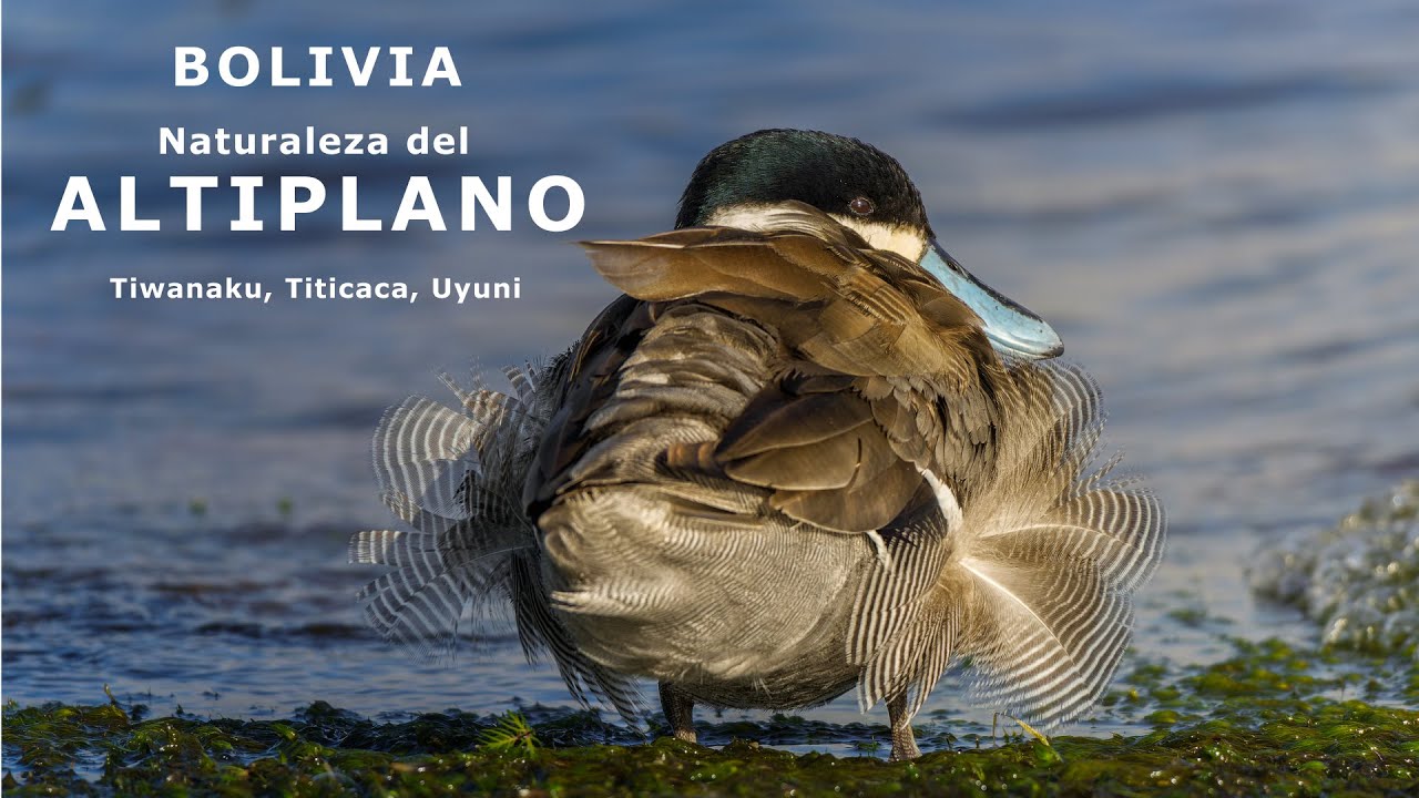 Bolivia - Tiwanaku, Lago Titicaca, Salar de Uyuni - Naturaleza del Altiplano.