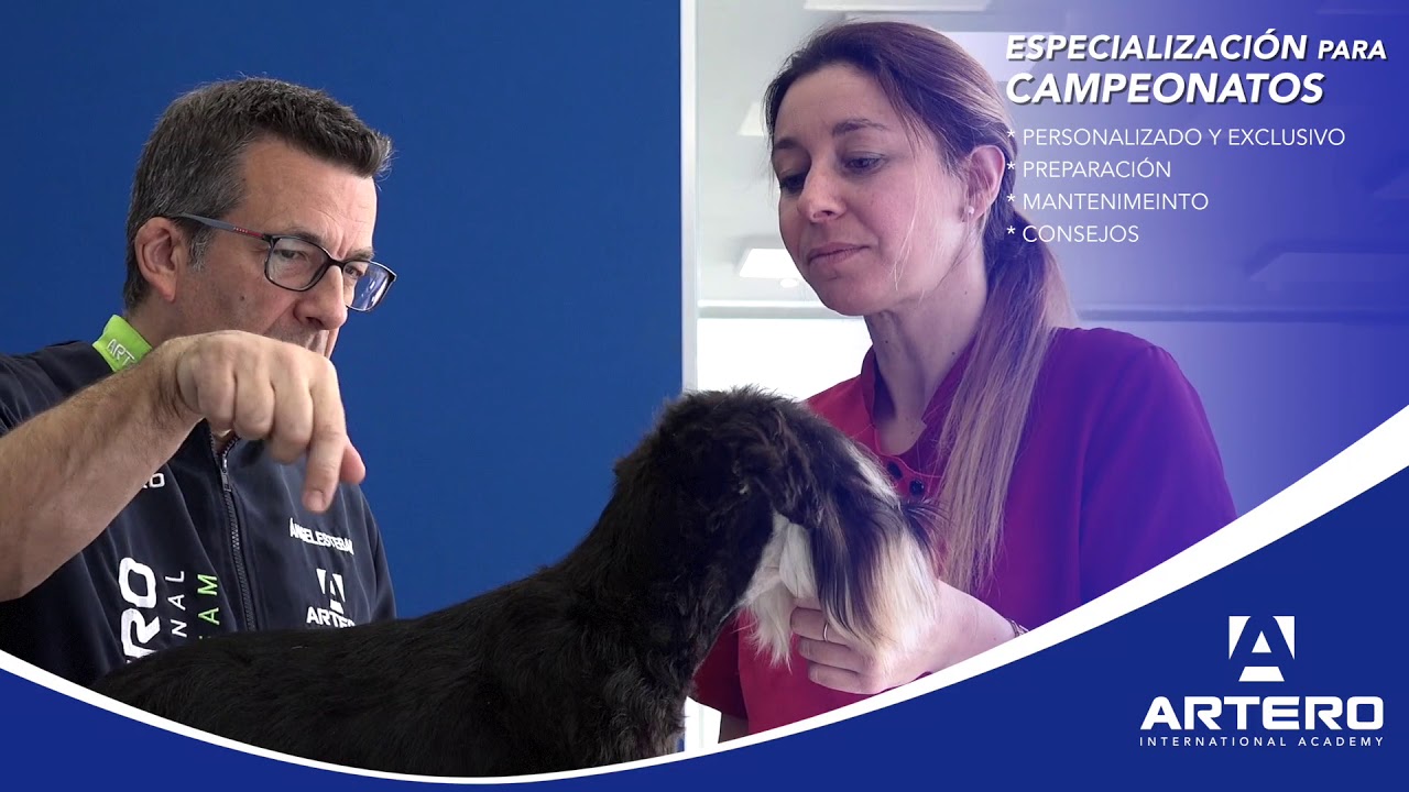 Artero International Academy. Cursos físicos de Peluquería Canina de Iniciación y para profesionales