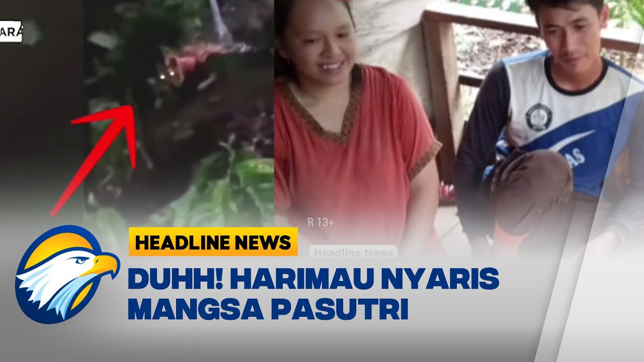 Ini Penampakan Harimau Sumatera yang Nyaris Mangsa Pasutri di BEngkulu