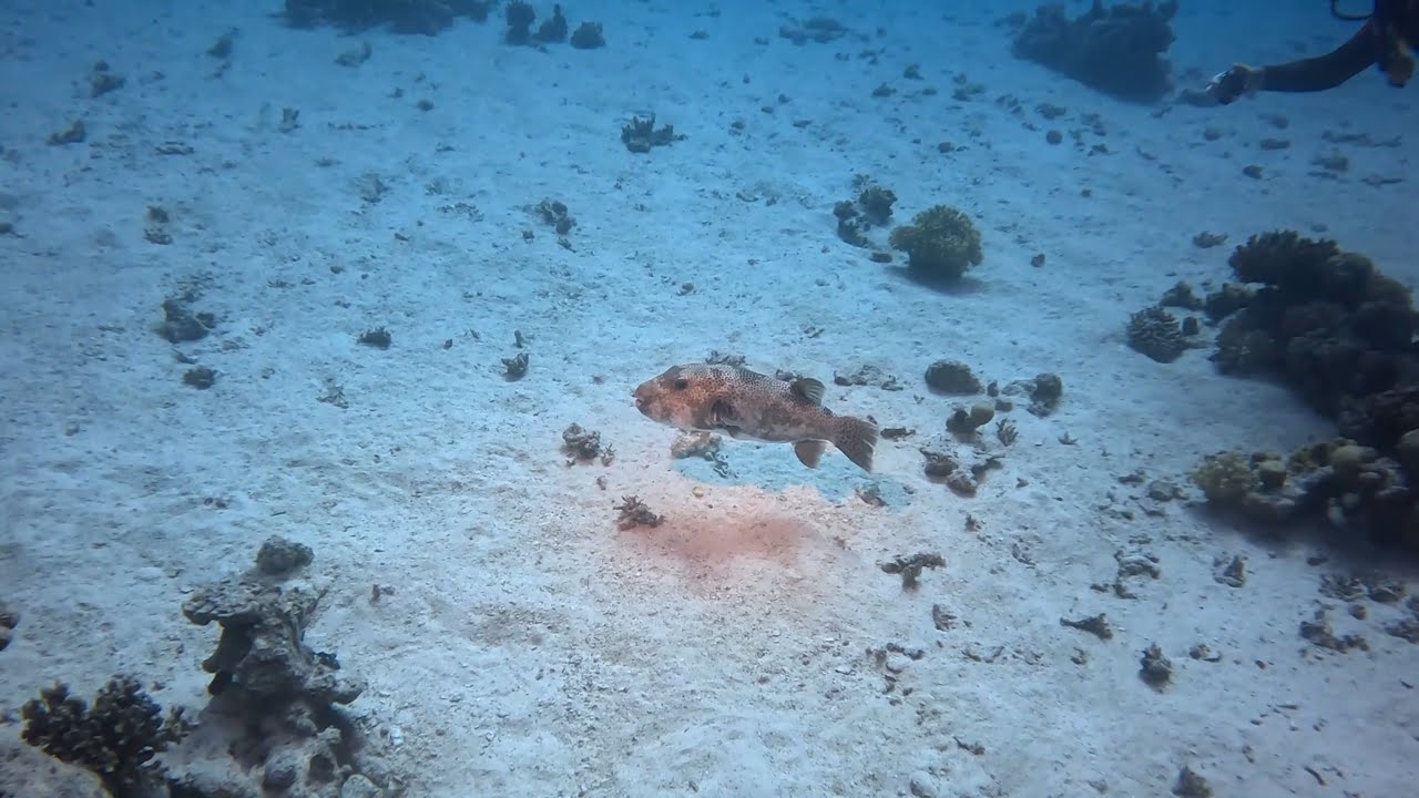 Scuba diving at the 