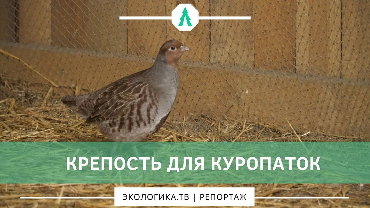 Крепость для куропаток