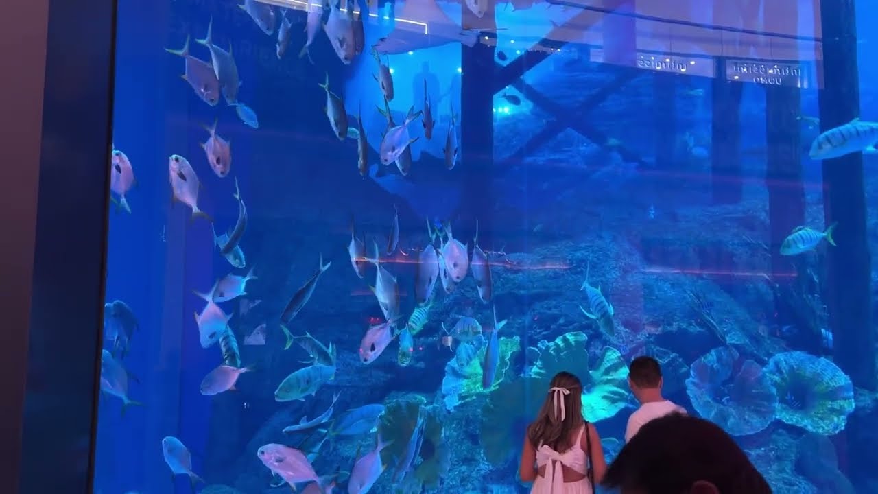Dubai Aquarium: A Poetic Journey Through Underwater Worlds and Life's Depths | Madhukar in Dubai