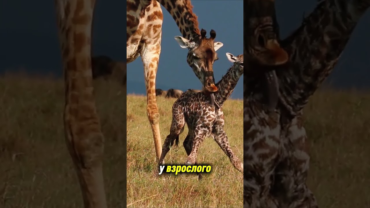 Топ 5 Самых больших детёнышей при рождении