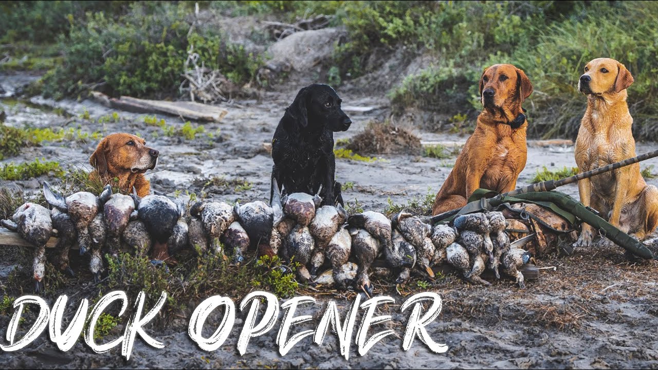 Duck Opener (South Texas), Action Packed Morning Hunt  | Wildlifers