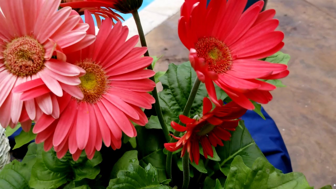 Gerber Daisies! How to Grow || Plant Spotlight