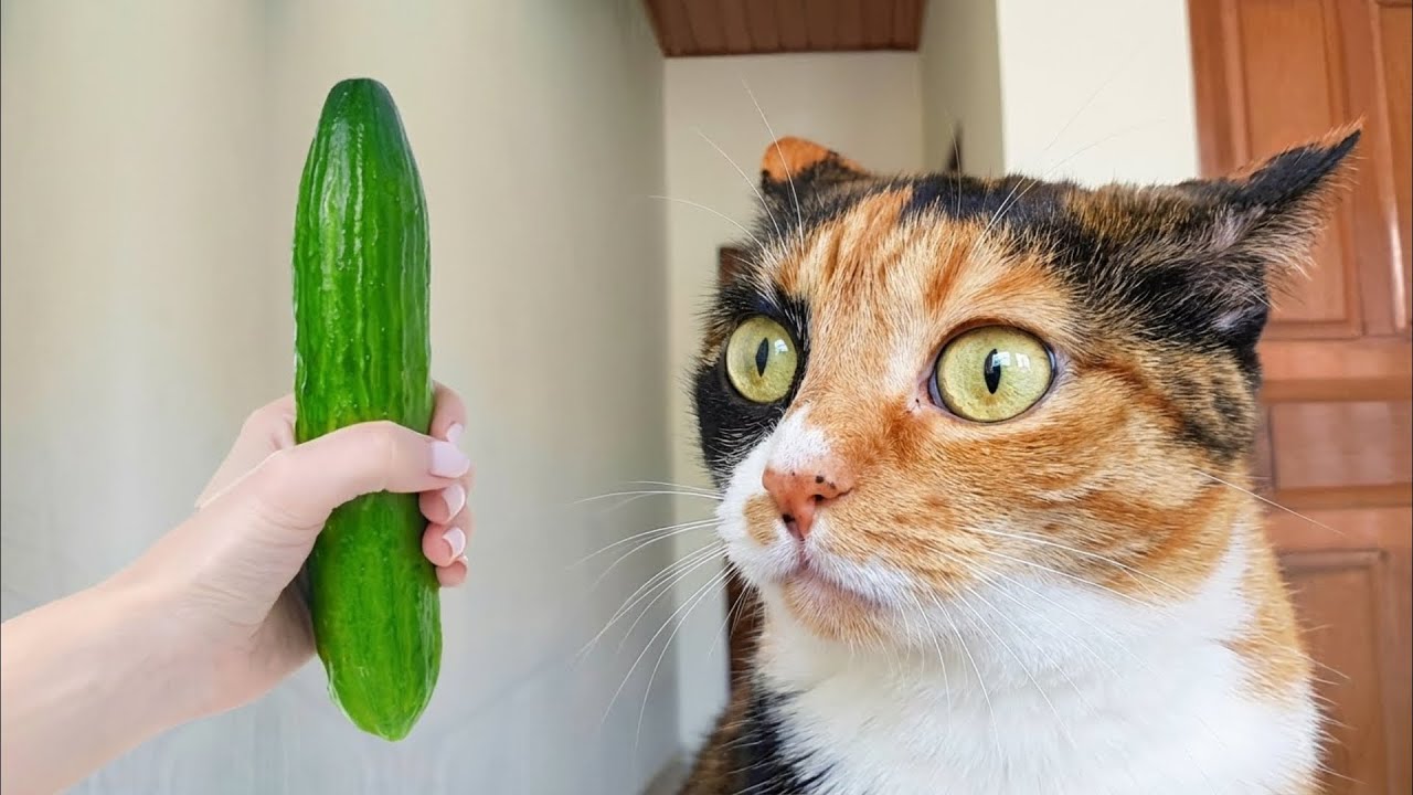 Невозможно не смеяться 😝 Новые смешные кошки и собаки 2026 😂 Часть 5