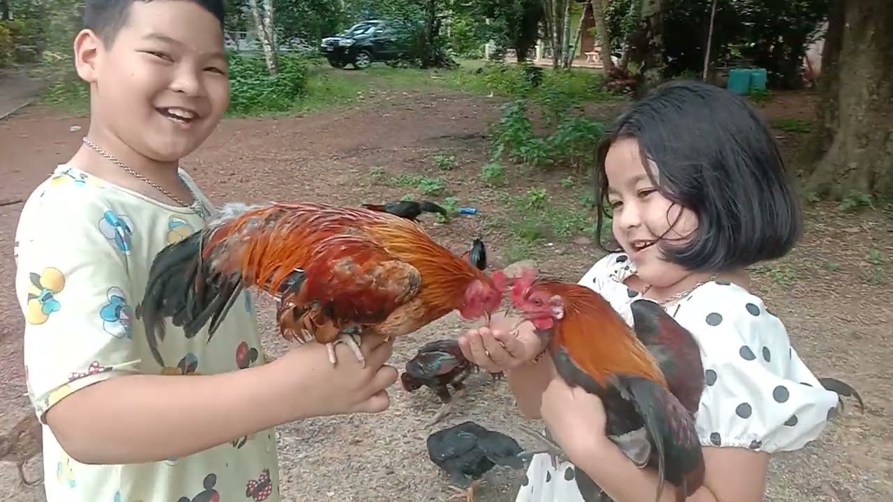 จับไก่ให้คุ้น ให้อาหารไก่ ฝึกไก่ ไก่แจ้ ไก่แจ้สวยงาม