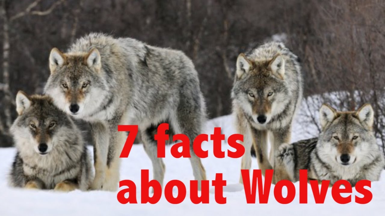 7 Facts about Gray Wolves
