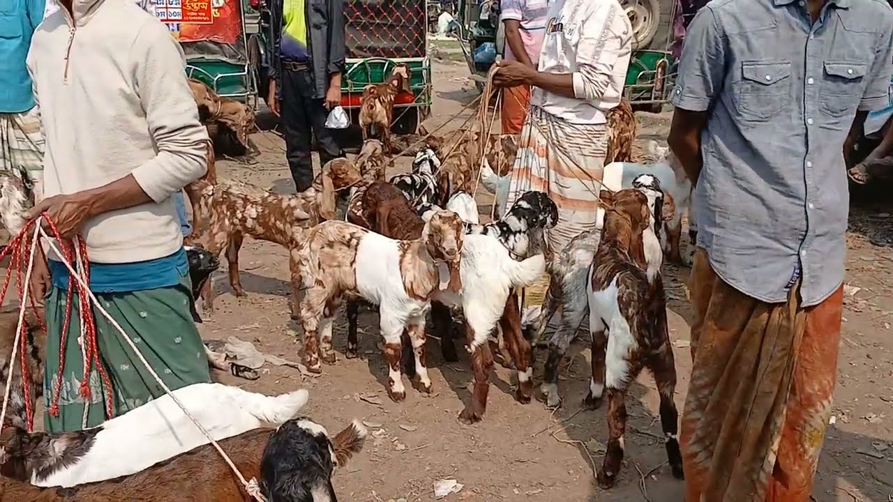 নাটোর তেবারিয়া হাটে মাথা নষ্ট করা ছাগল দেখালো ।