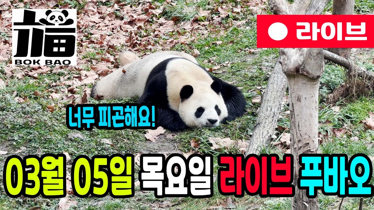 03월 05일 목요일 푸바오 라이브입니다. 너무 피곤해요!