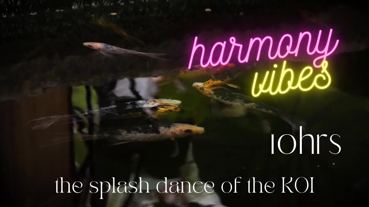 THE SPLASH DANCE OF THE KOI BEAUTIES |  SWIM IN HARMONY | ZEN | SLEEP CONTINUOUS