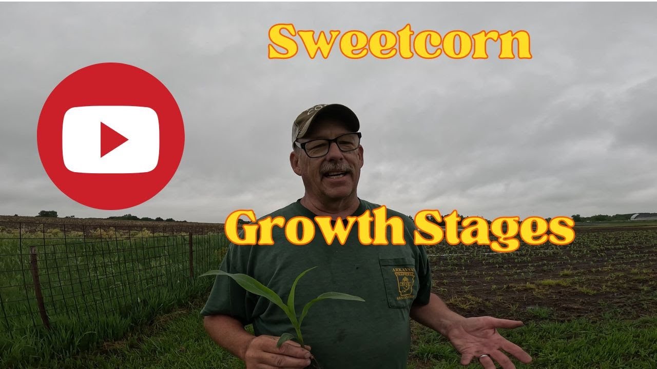 Sweetcorn Growth Stages