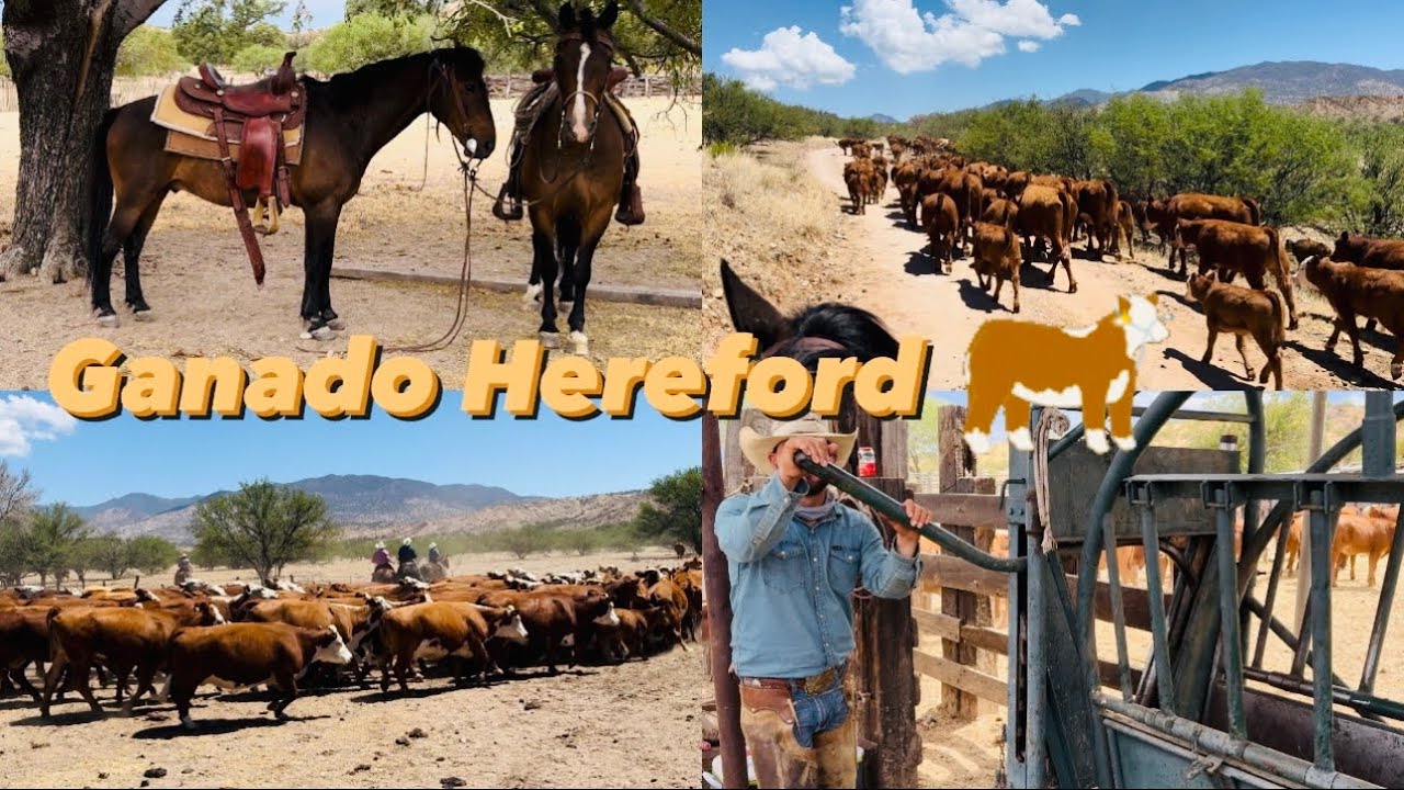 JUNTANDO Y TRABAJANDO GANADO EN UN RANCHO ENTRE SONORA Y ARIZONA ⚠️🤐. MUY BONITO GANADO HEREFORD 🤠