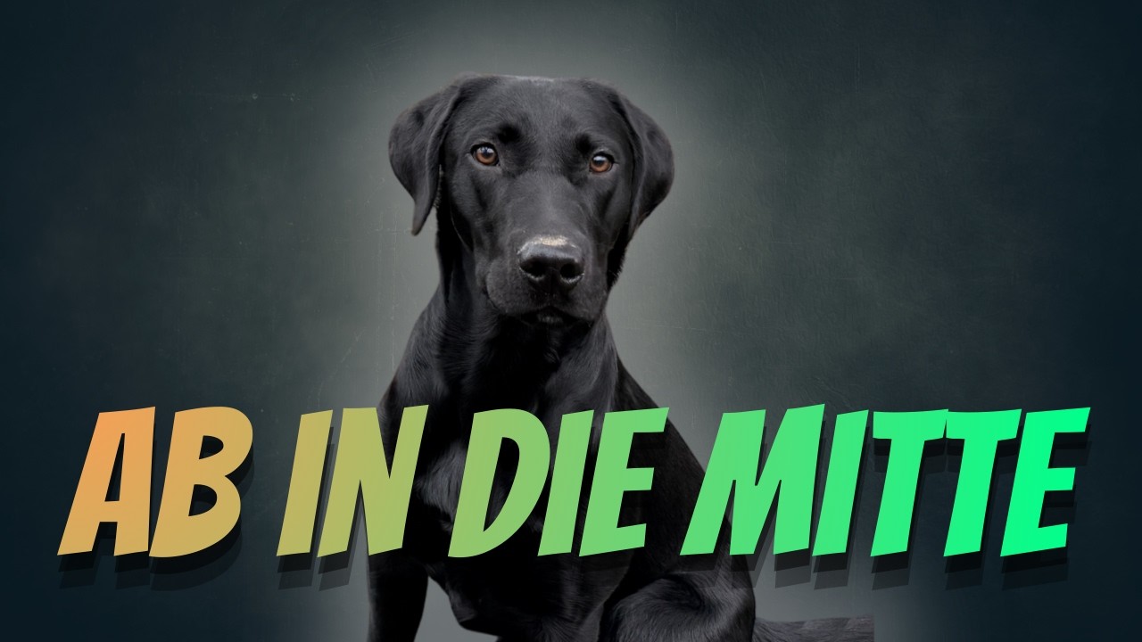 Abruftraining unter Ablenkung – So testst du deinen Hund