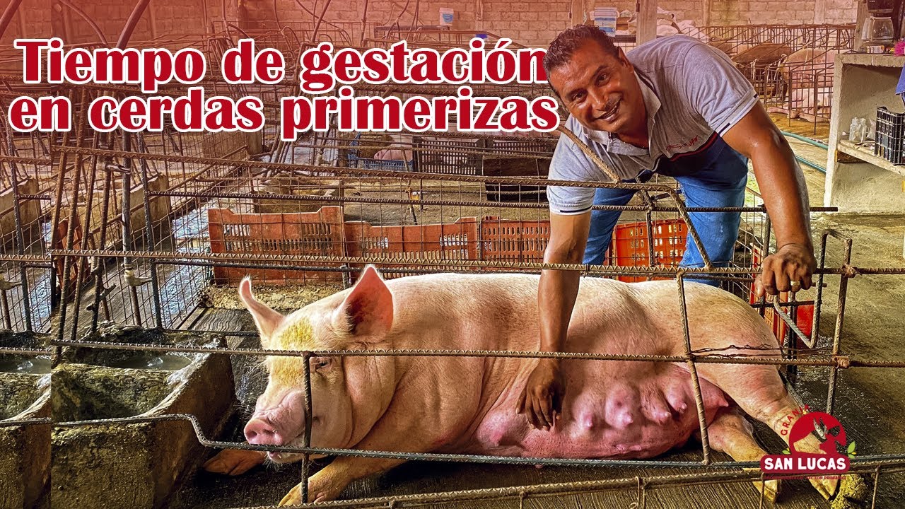 ¿Cuánto tiempo dura en gestación una cerda primeriza? | Graja San Lucas