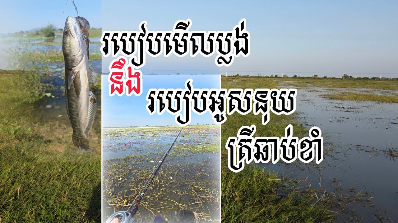 របៀបអូសនុយអោយត្រីឆាប់ខាំនឹងមានភាពទាក់ទាញ