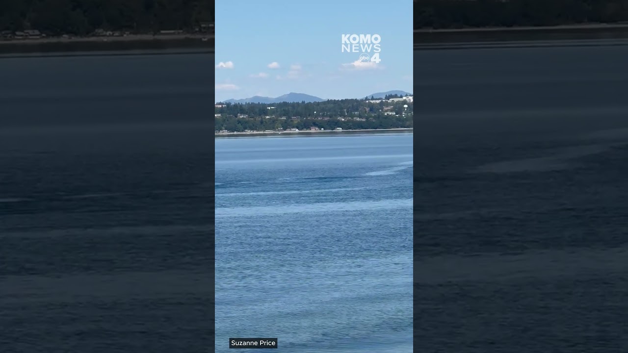 2 humpback whales spotted in Puget Sound!