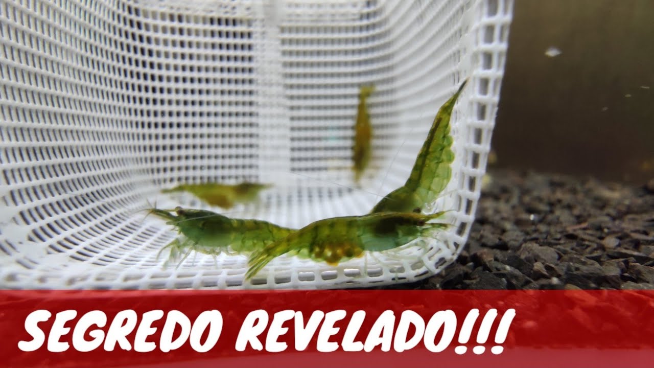 COMO FAZER CAMARÕES VERDES