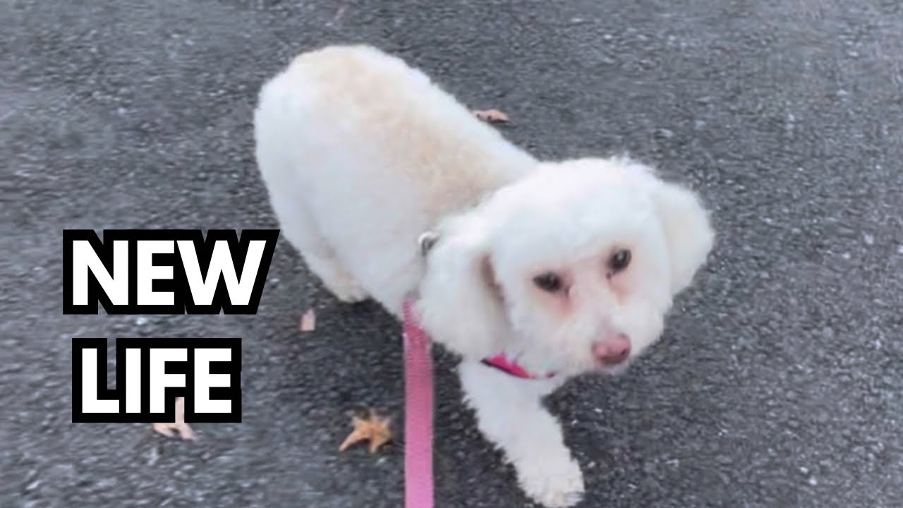 My Rescue Dog&rsquo;s First Walk at Her Forever Home (I didn&rsquo;t expect THIS)
