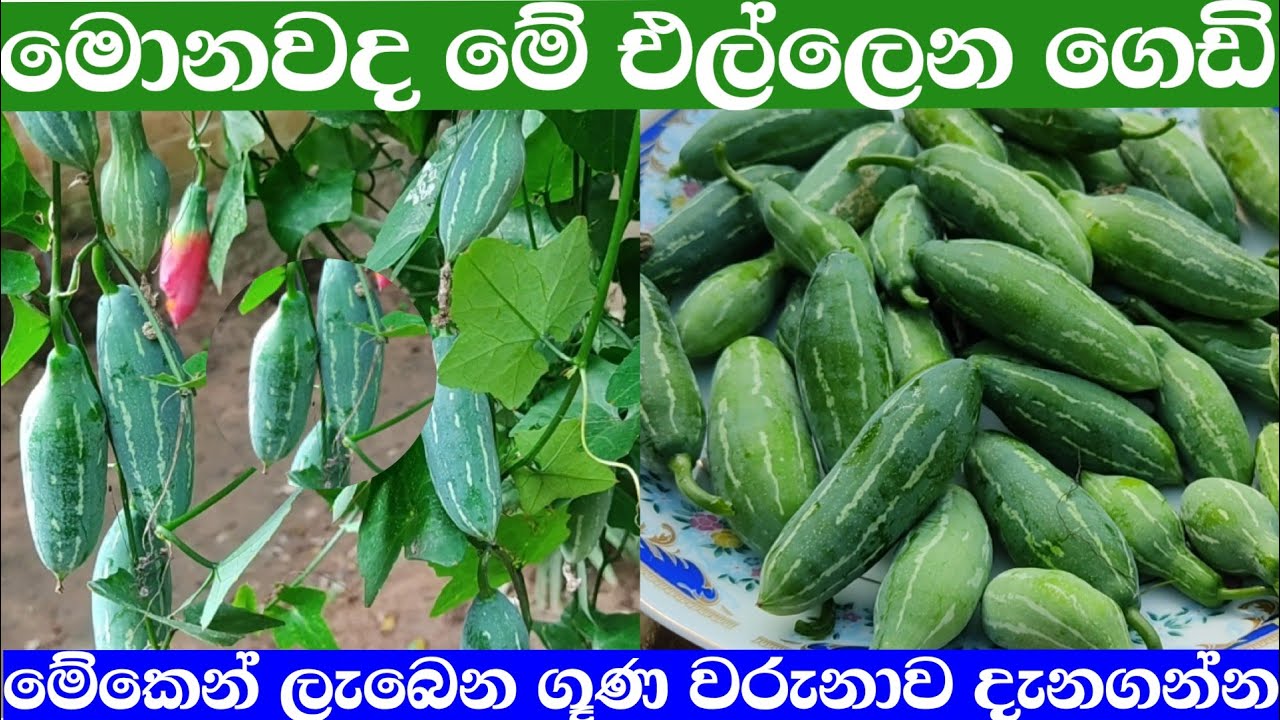 කෝවක්කා ගෙඩි වල තිබෙන සූවිසාල ගූණයන් දන්නවාද #kowakka#gediwala#gunayan