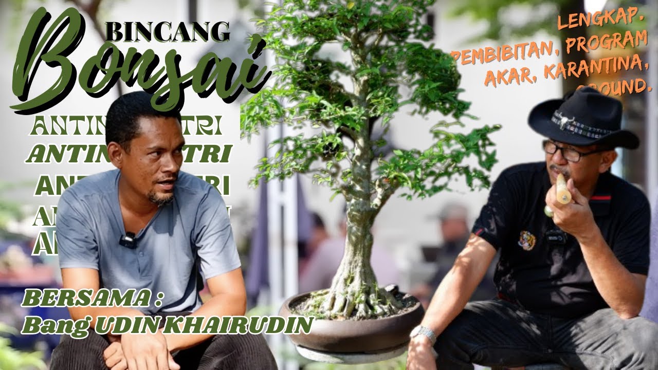 BINCANG BONSAI ANTING PUTRI BERSAMA Bang UDIN KHAIRUDIN KAMPAR RIAU