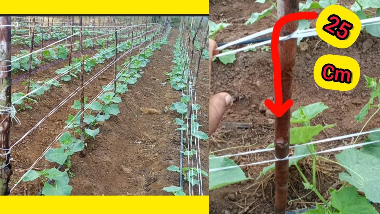 parte =2✅ como colocar fitilho com menos mão de obra 🫰#agricultura